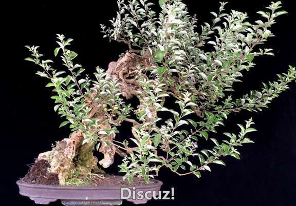 Vitex trifolia.jpg
