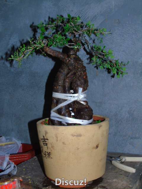DSC01209.JPG
