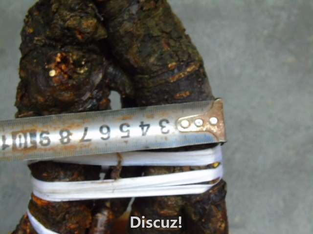 DSC01203.JPG
