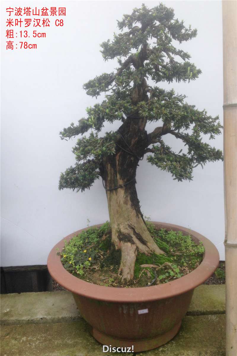 C8.jpg