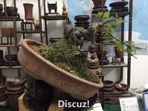 image.jpeg