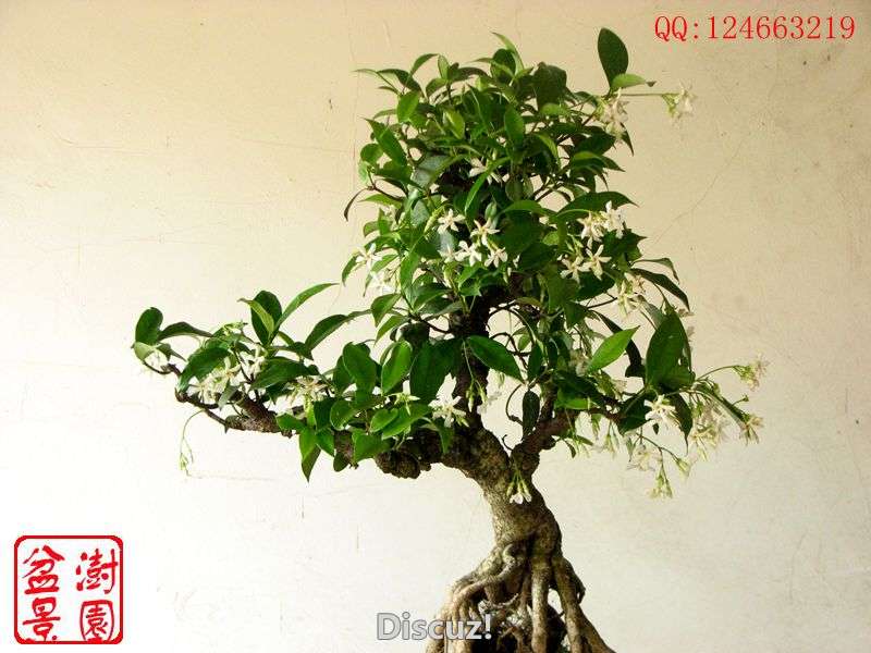 IMG_2589__.jpg