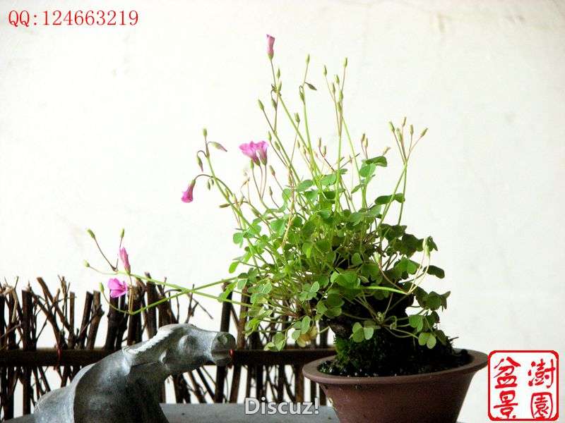 IMG_2583__.jpg