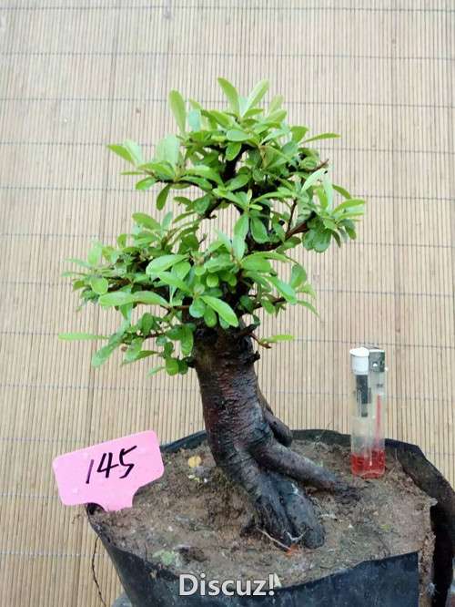 145.jpg