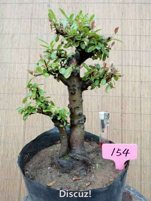 154.jpg