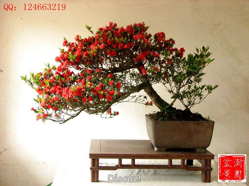IMG_2598__.jpg