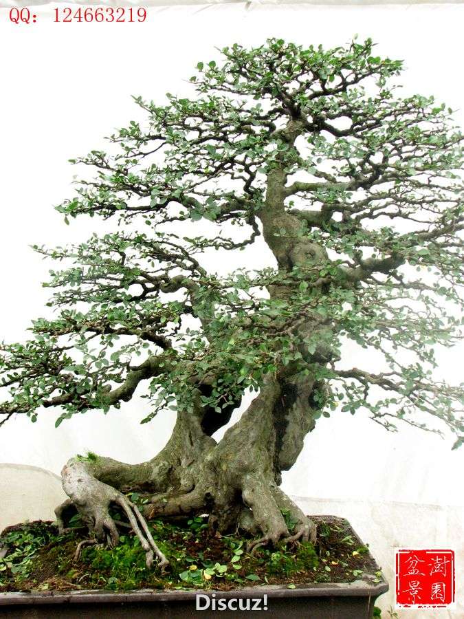 IMG_2637___.jpg