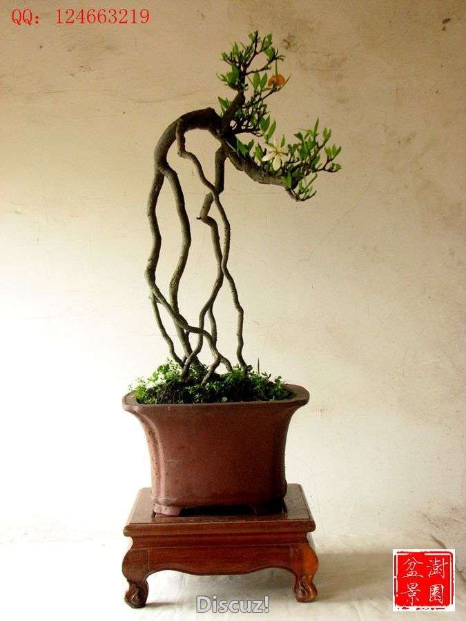 IMG_2638__.jpg