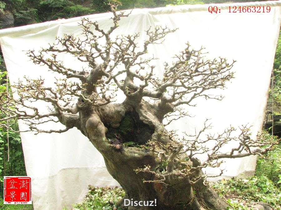 IMG_2681___.jpg