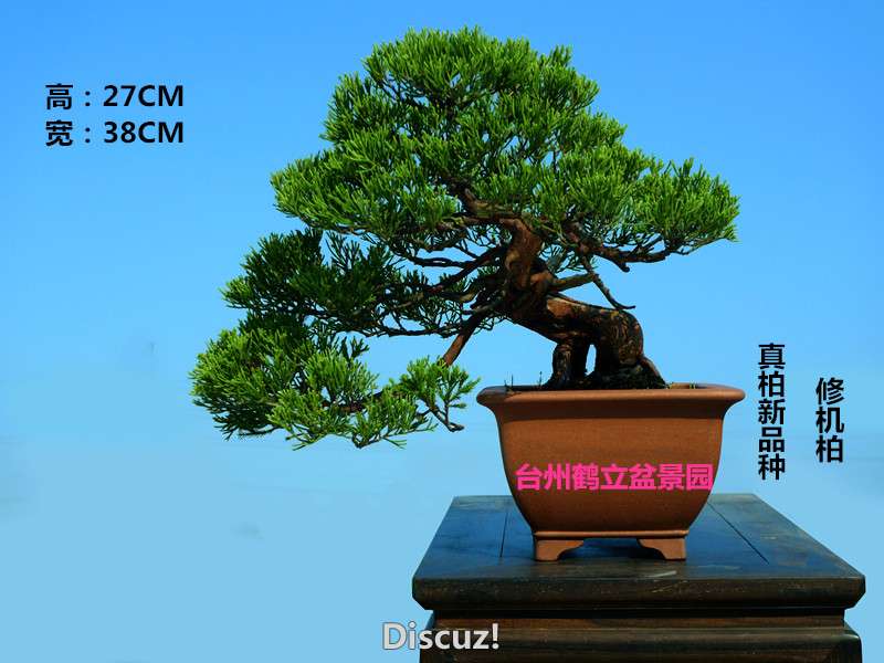 5޻ ߣ27CM 38CM_.jpg