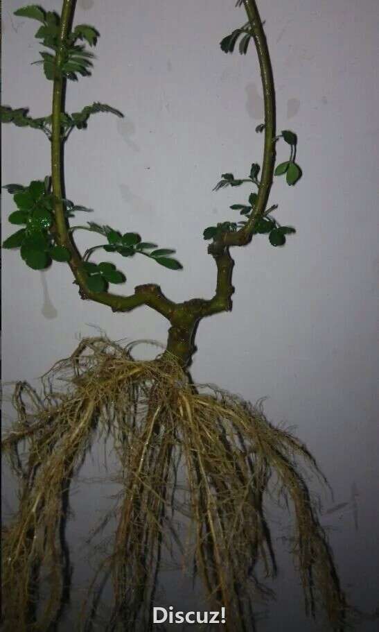 ǤĶԽڰ磬ҪļQQ495057055΢˽13886937518