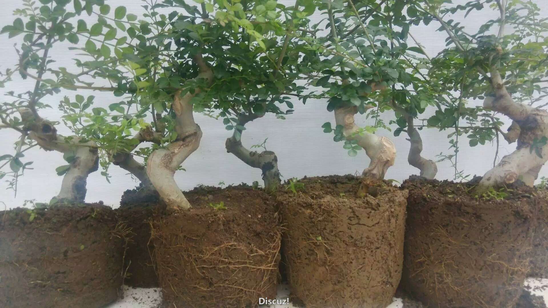 ǤĶԽڰ磬ҪļQQ495057055΢˽13886937518