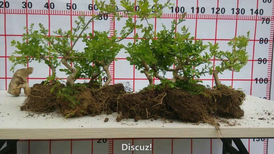 ǤĶԽڰ磬ҪļQQ495057055΢˽13886937518