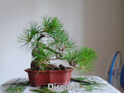 DSC00090.jpg