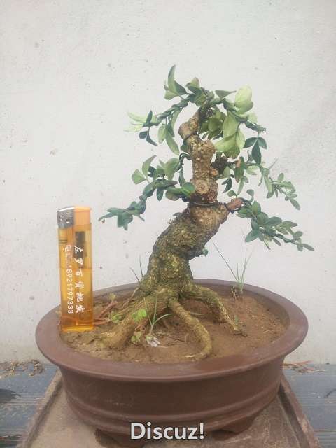 Camera RollIMG_20160702_190430.jpg