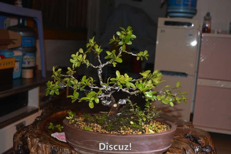 DSC_1202.jpg