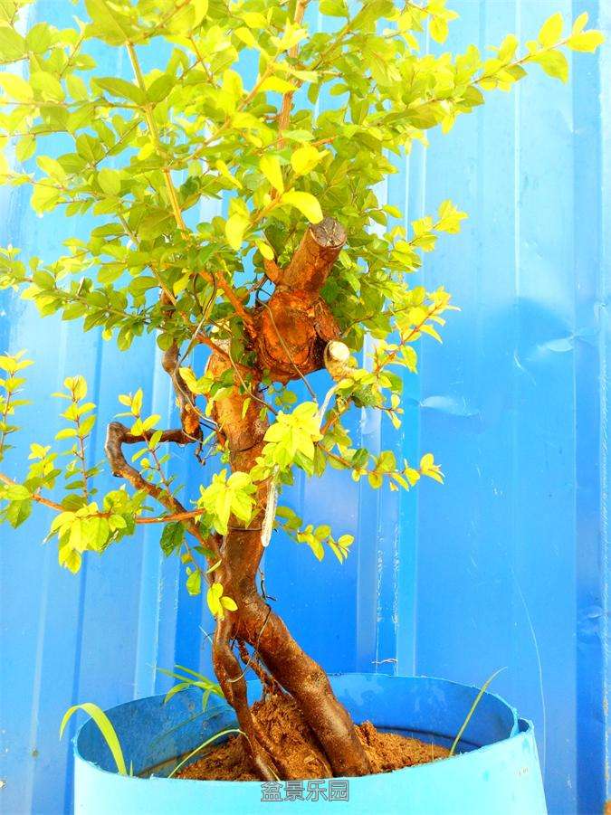 ȸ÷׮2741IMG20160707084644_ͼ.jpg
