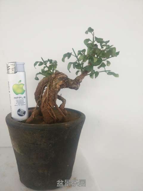 Camera RollIMG_20160714_180159.jpg