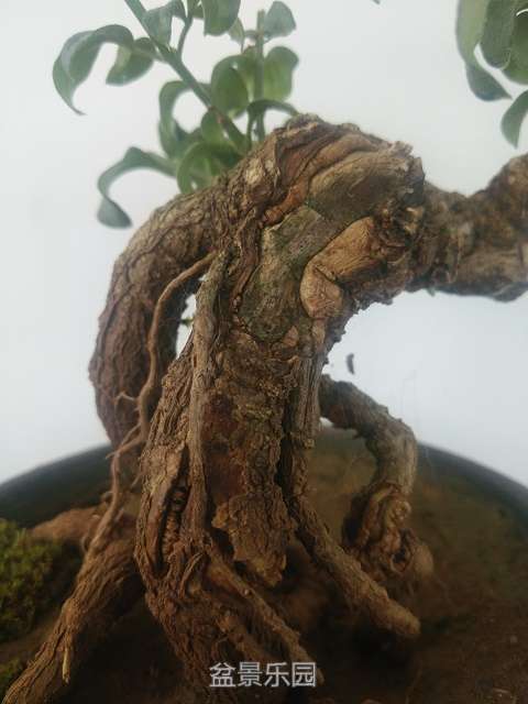 Camera RollIMG_20160714_180234.jpg