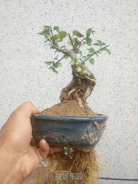 Camera RollIMG_20160711_122852.jpg