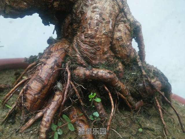 Camera RollIMG_20160716_185957.jpg