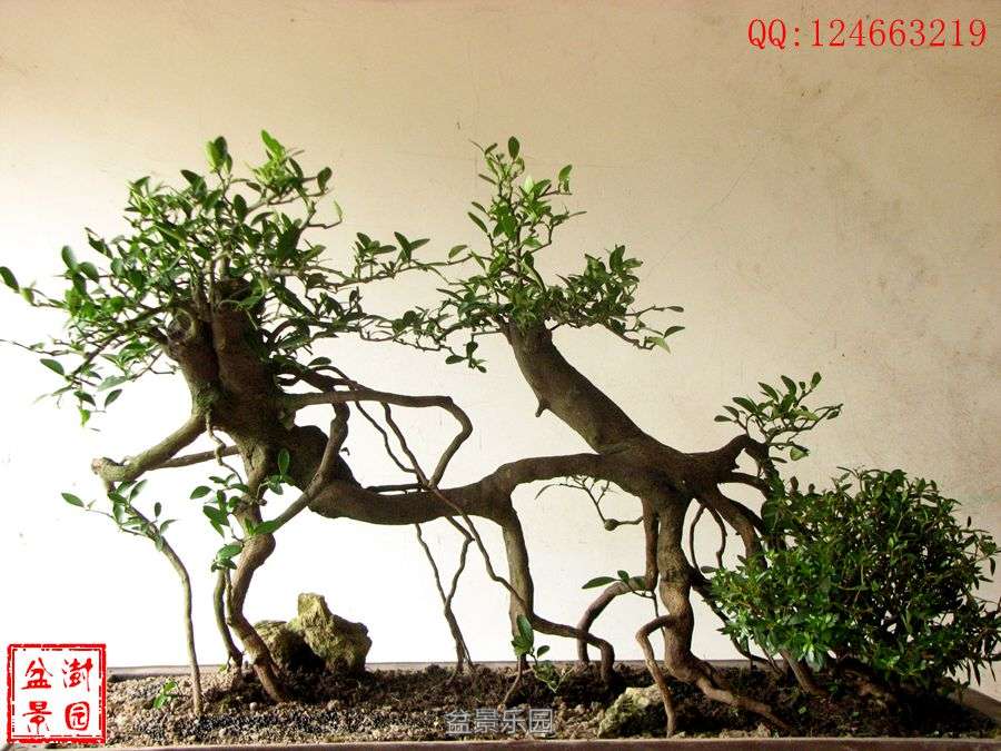 IMG_2749___.jpg