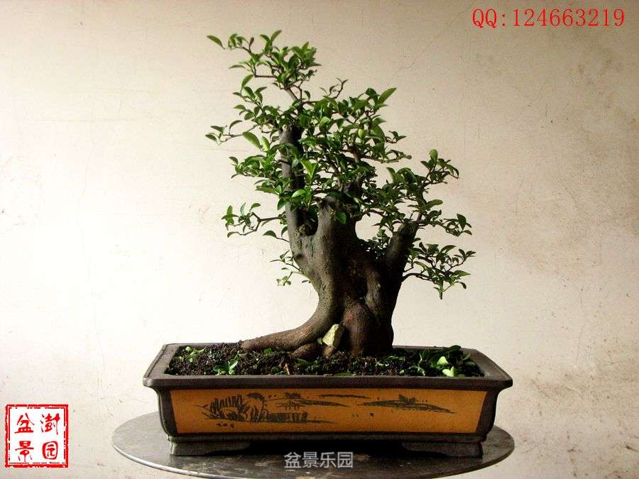 IMG_2756___.jpg