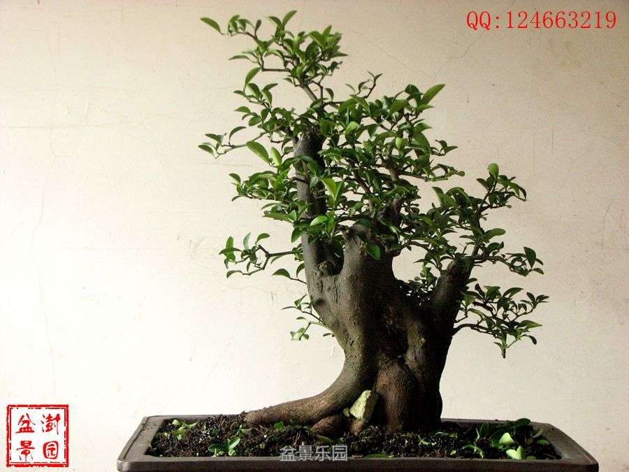 IMG_2758___.jpg
