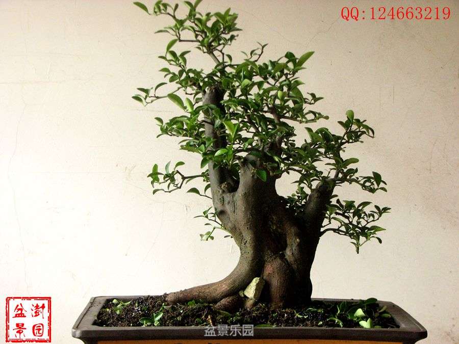 IMG_2757___.jpg