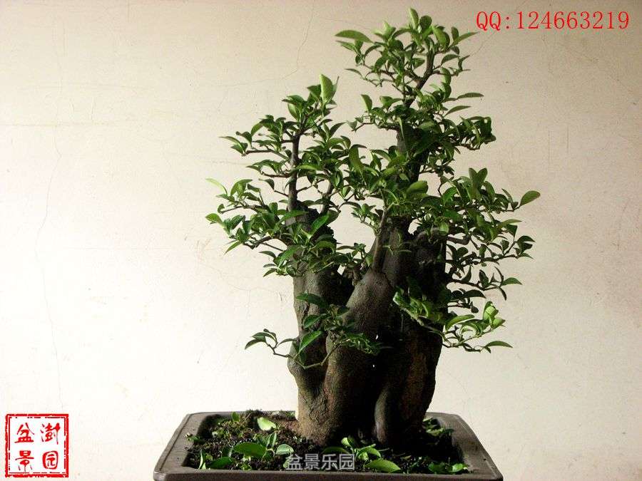 IMG_2759___.jpg
