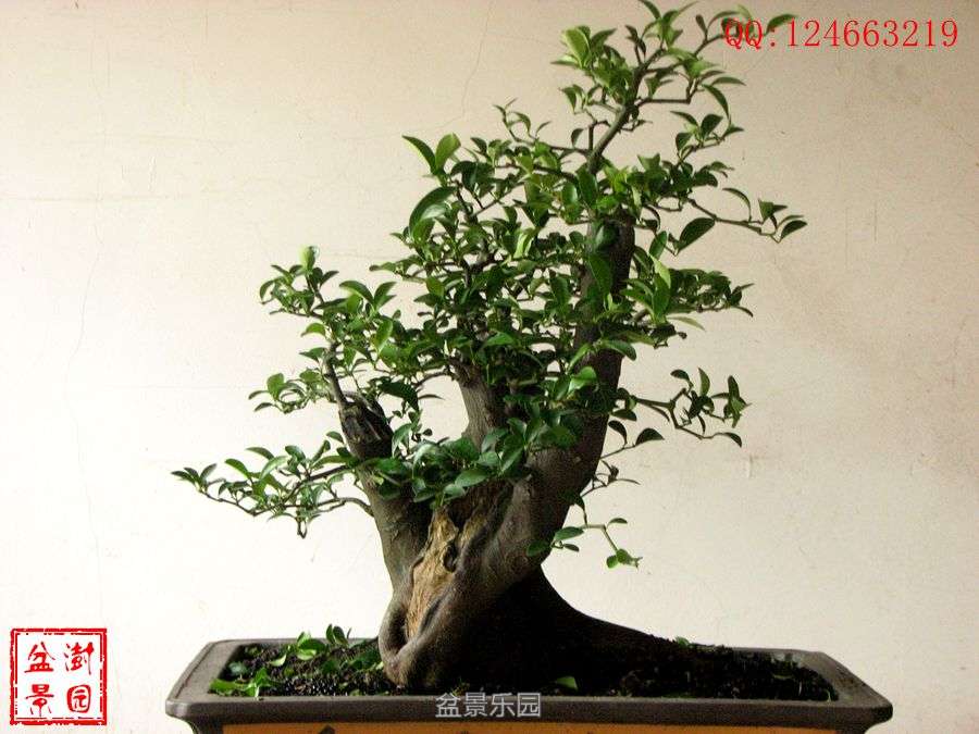 IMG_2760___.jpg