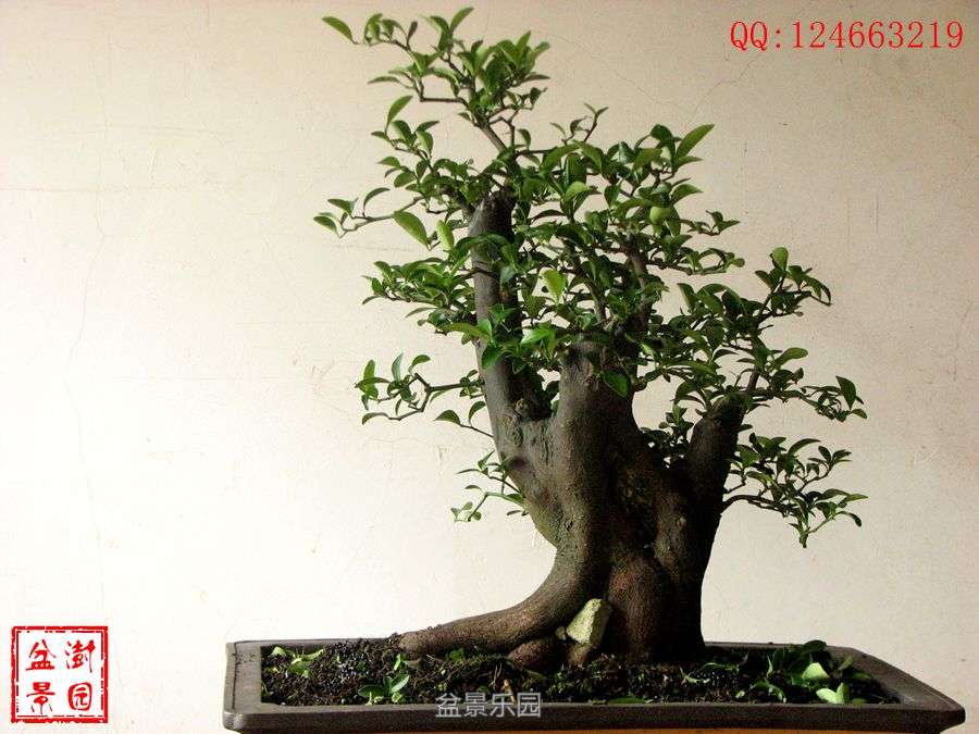 IMG_2762___.jpg