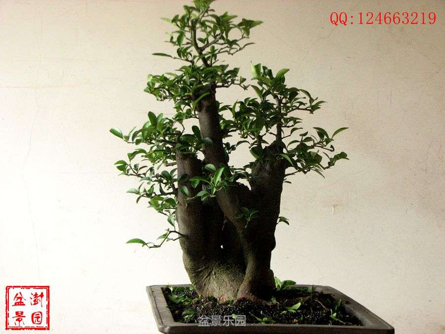 IMG_2761___.jpg