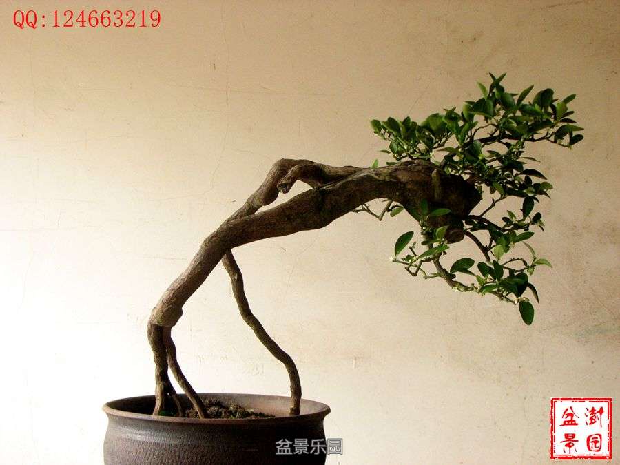 IMG_2736___.jpg