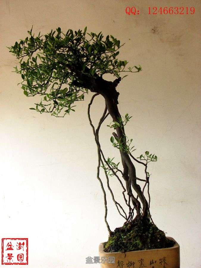 IMG_2785___.jpg