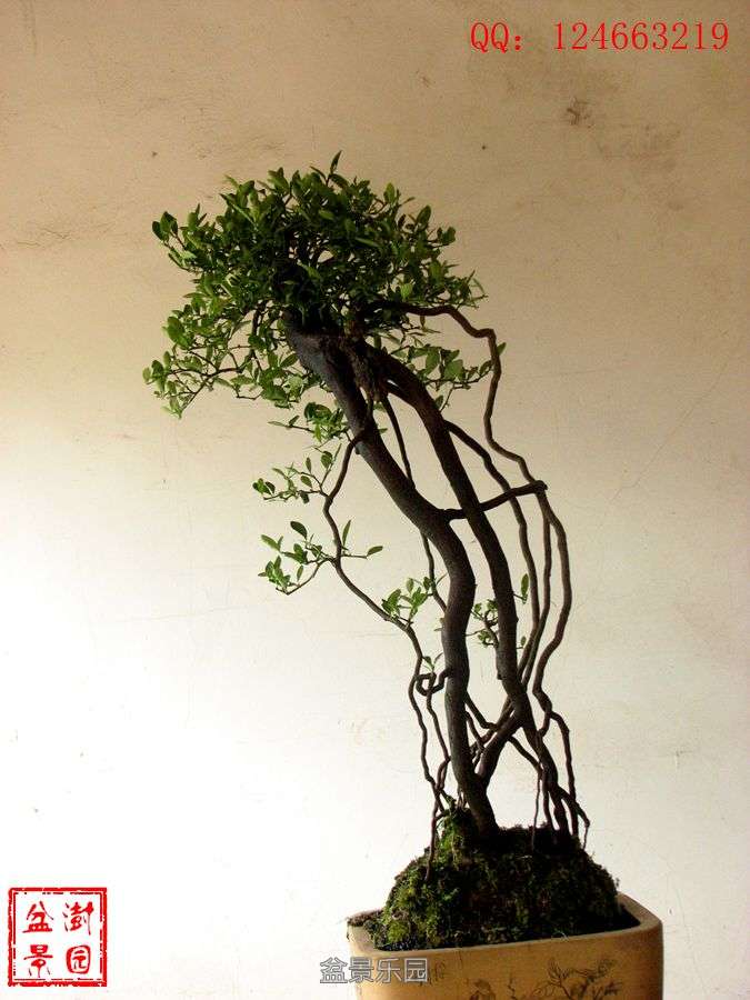 IMG_2786___.jpg