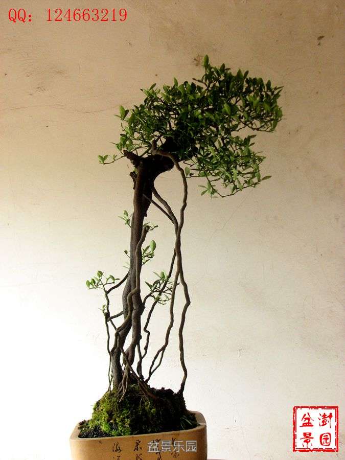 IMG_2787___.jpg