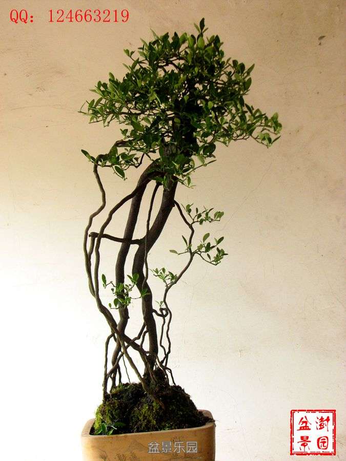 IMG_2788___.jpg