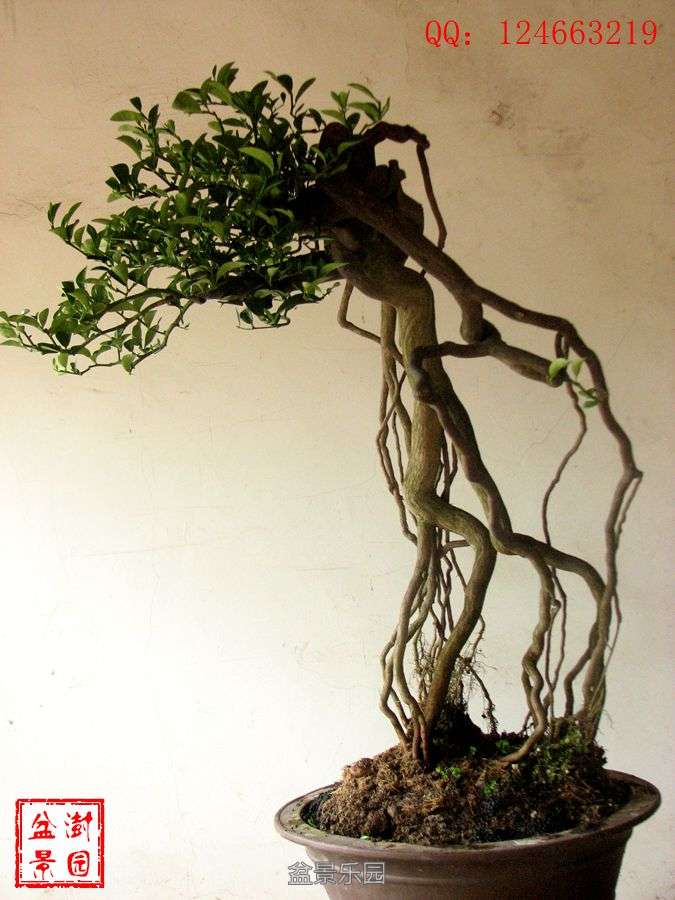 IMG_2792___.jpg