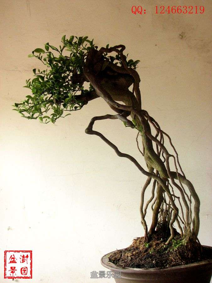 IMG_2798___.jpg