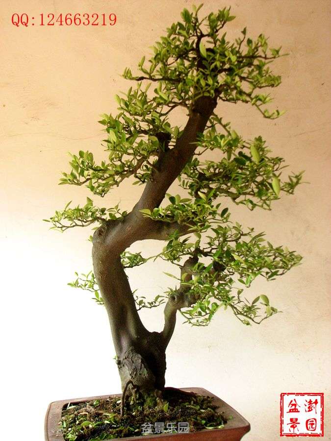 IMG_2806___.jpg