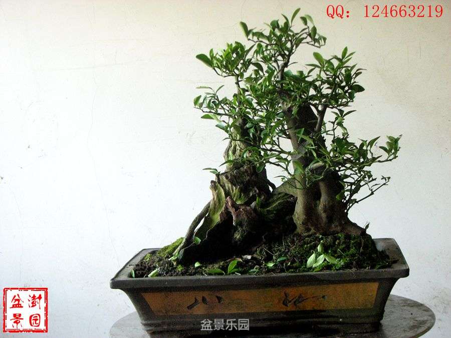 IMG_2843___.jpg