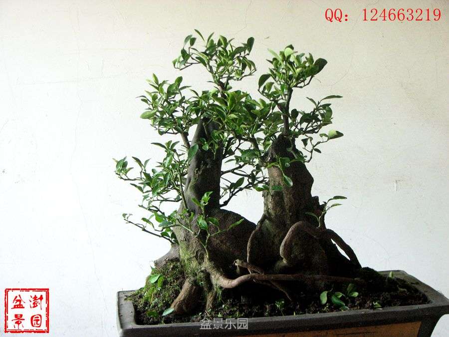IMG_2846___.jpg