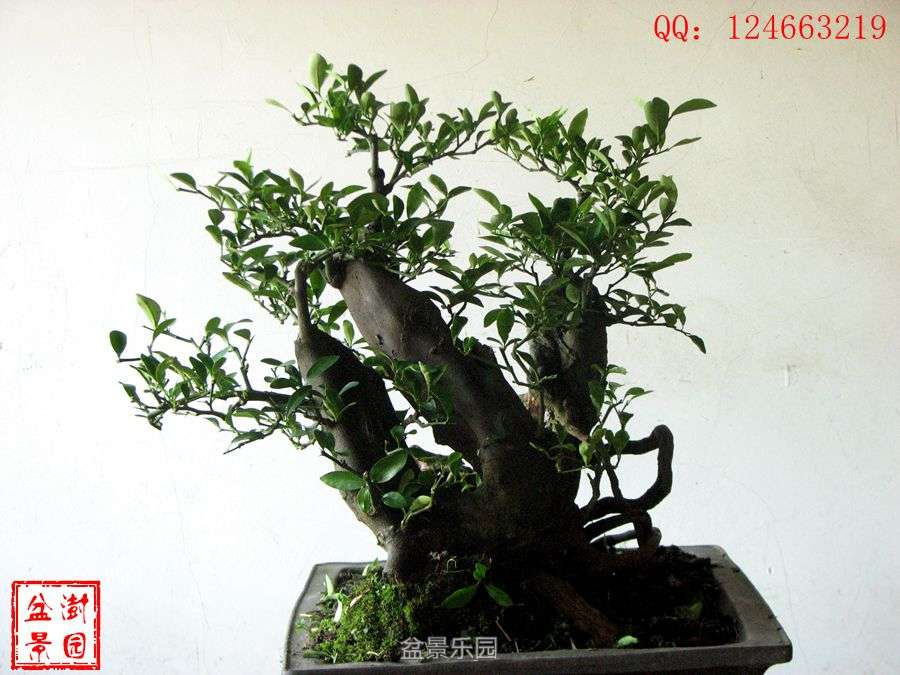 IMG_2845___.jpg