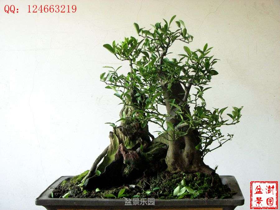 IMG_2848___.jpg