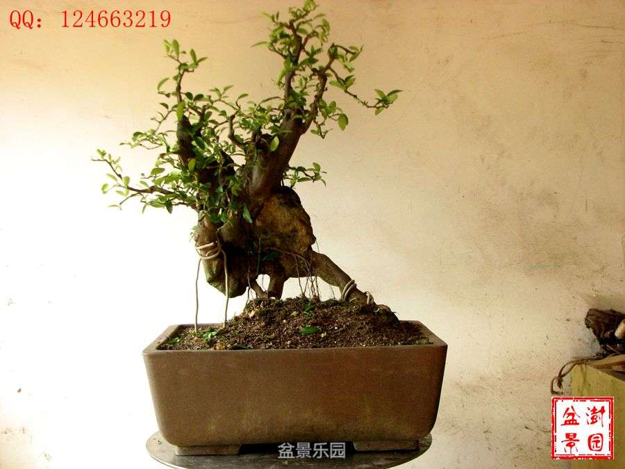 IMG_2856___.jpg
