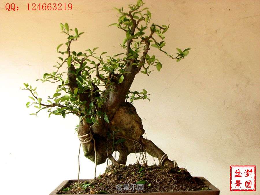 IMG_2857___.jpg