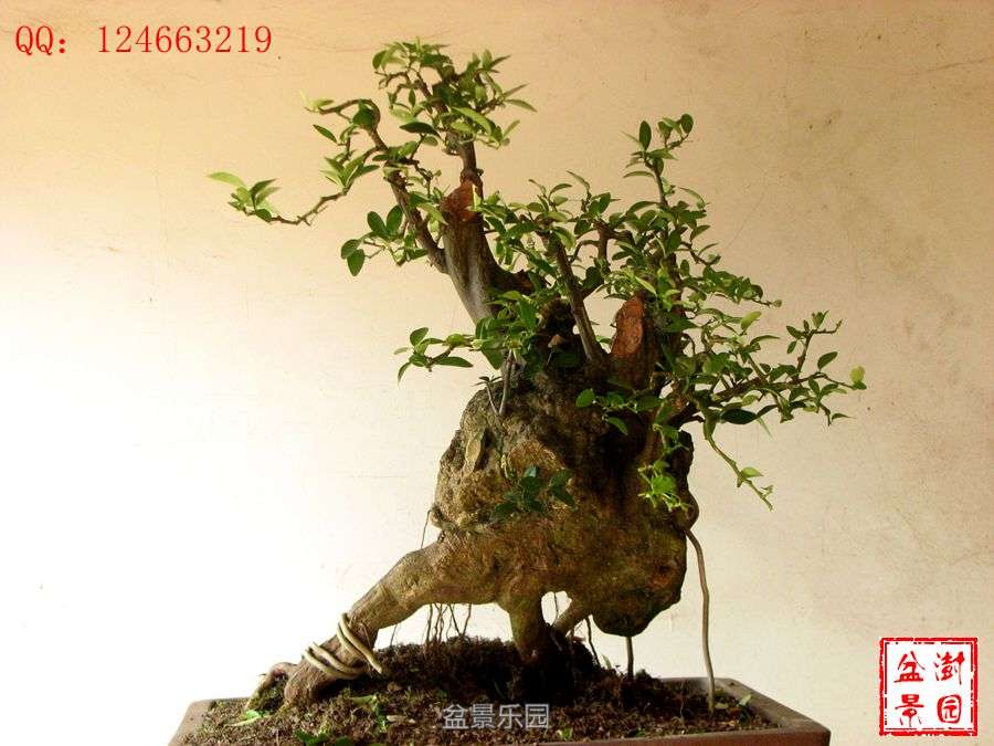 IMG_2860___.jpg