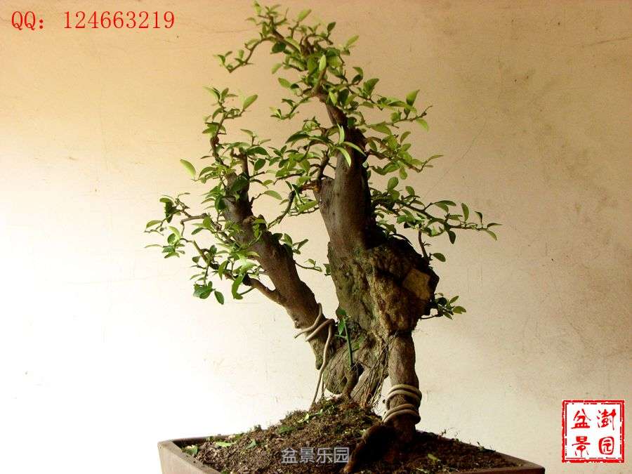 IMG_2861___.jpg