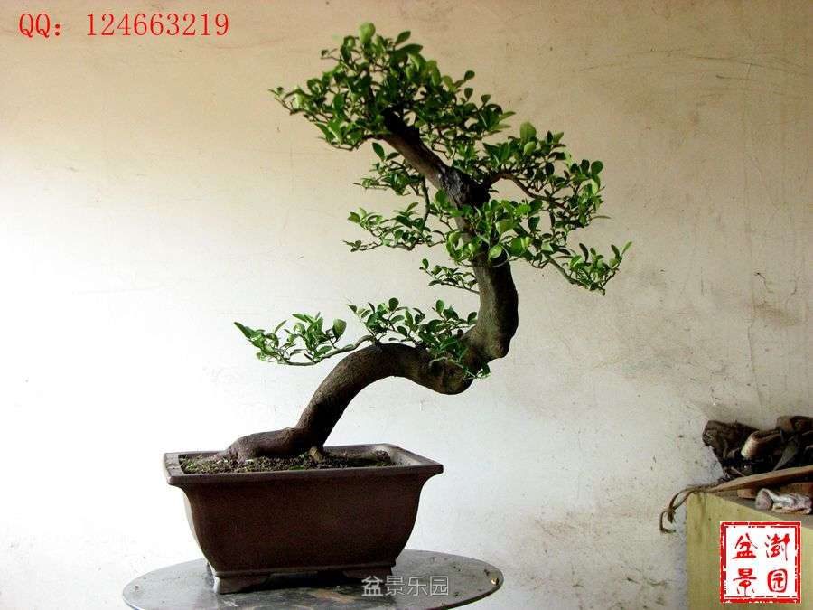 IMG_2864___.jpg